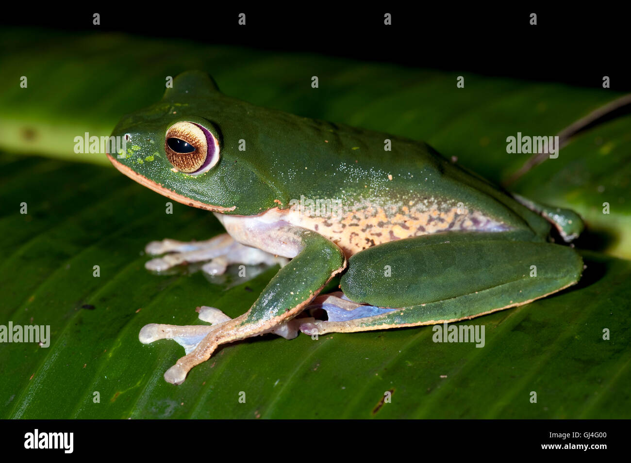 Brillant Lèvres blanches Boophis albilabris grenouille aux yeux bleus Banque D'Images