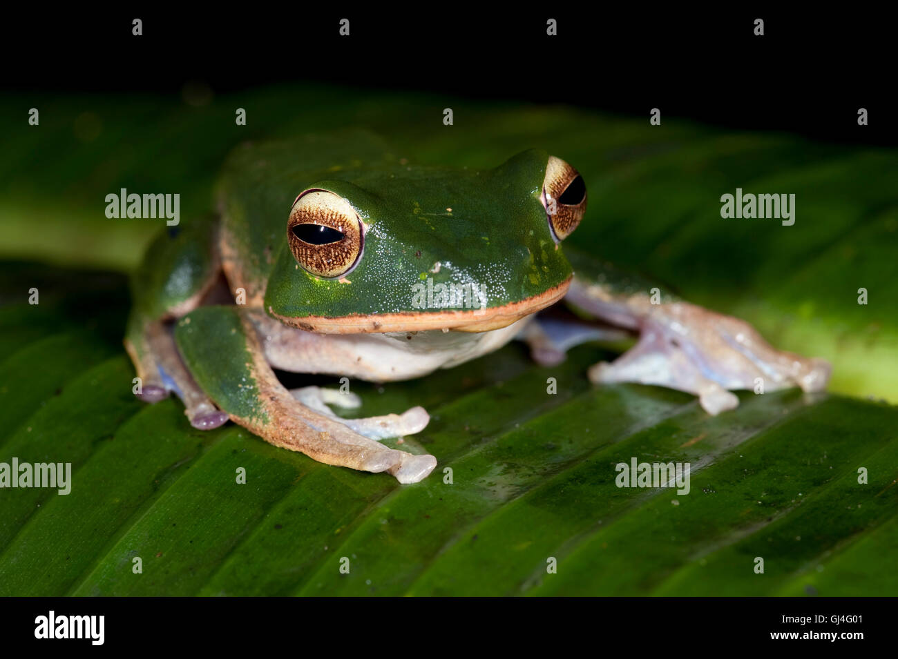 Brillant Lèvres blanches Boophis albilabris grenouille aux yeux bleus Banque D'Images