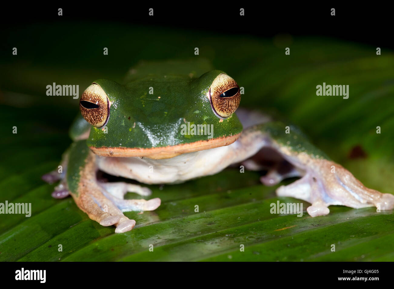 Brillant Lèvres blanches Boophis albilabris grenouille aux yeux bleus Banque D'Images