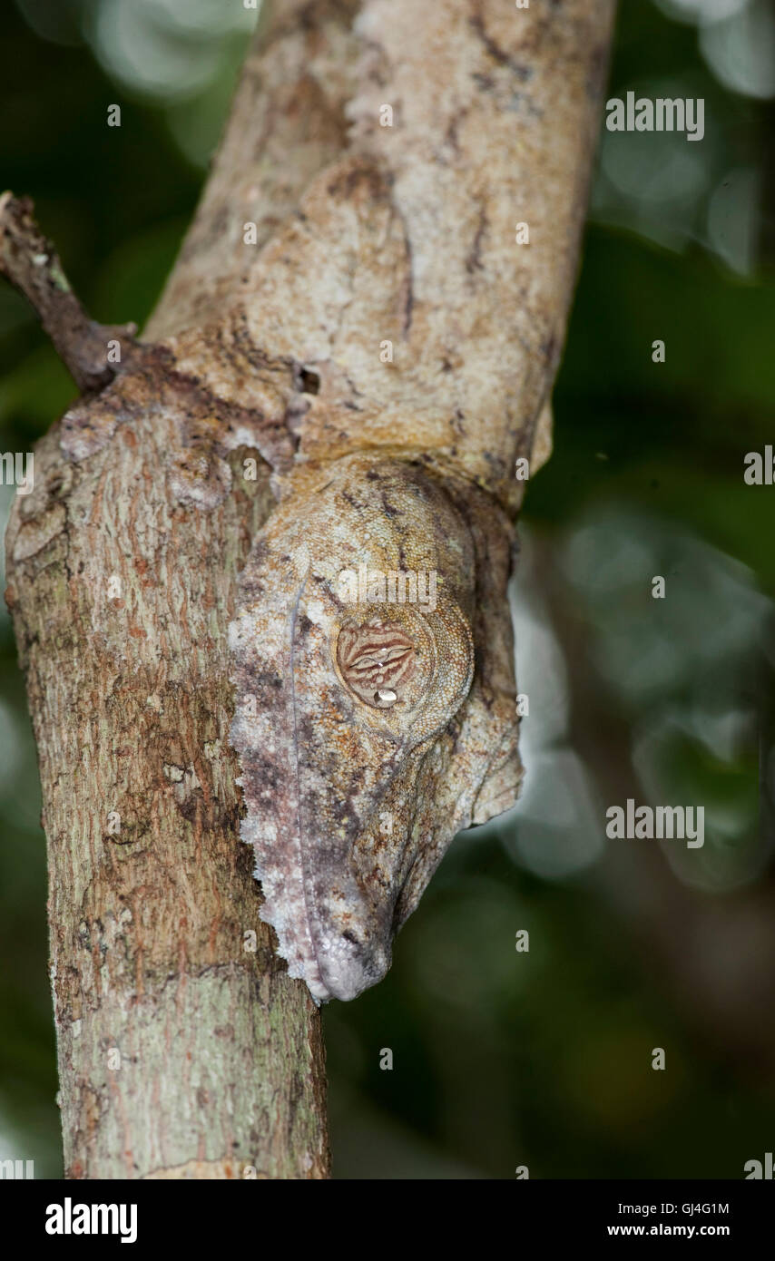 Le gecko à queue de feuille Uroplatus fimbriatus Madagascar Banque D'Images