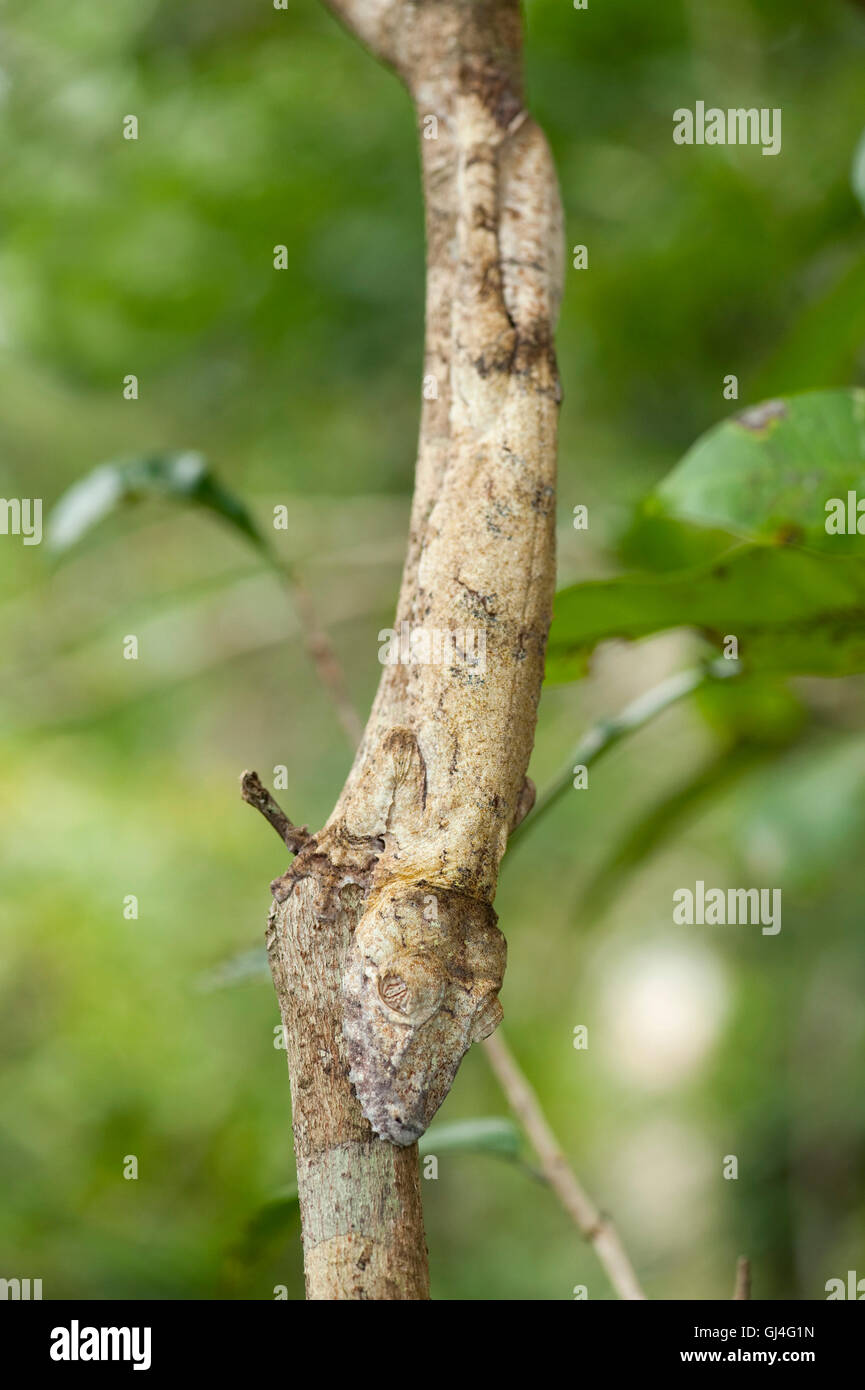 Le gecko à queue de feuille Uroplatus fimbriatus Madagascar Banque D'Images