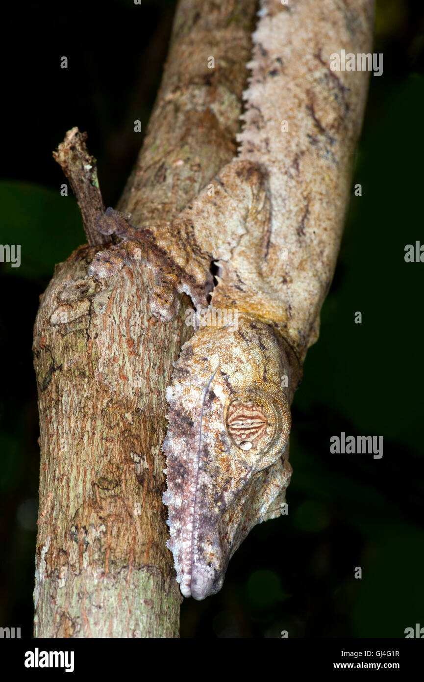 Le gecko à queue de feuille Uroplatus fimbriatus Madagascar Banque D'Images