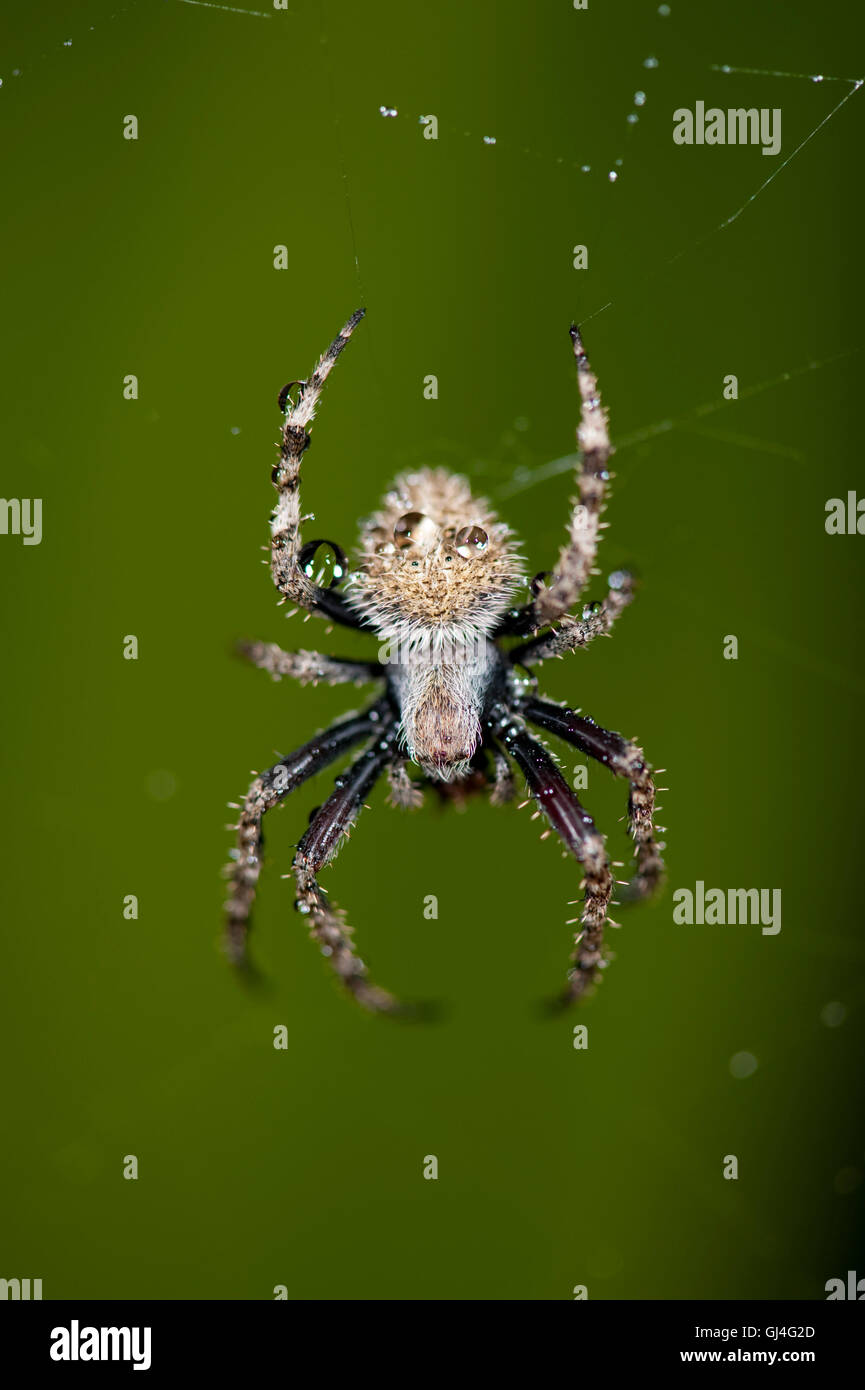 Orb Spider Tissage Araneidae sp Madagascar Banque D'Images