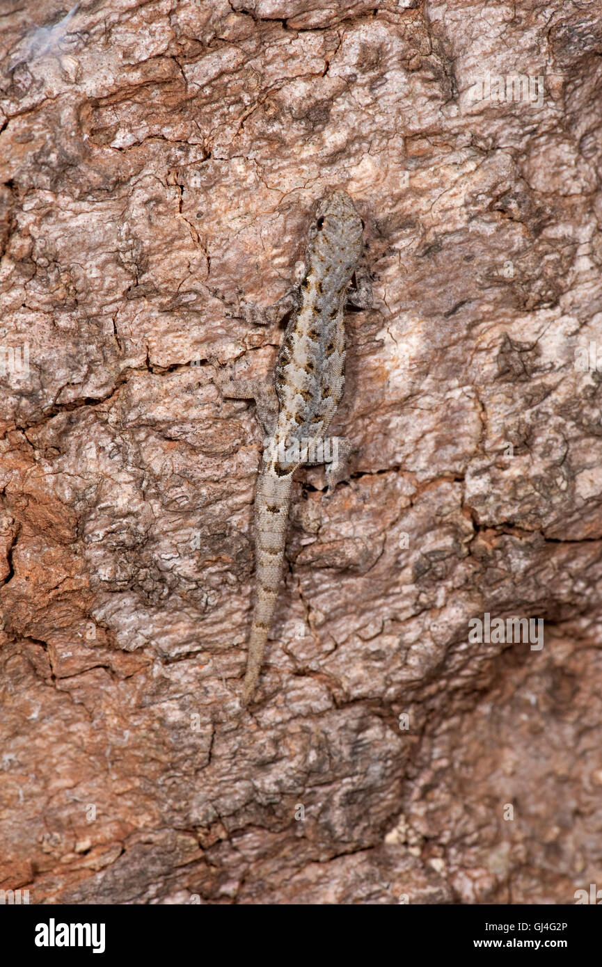 Gecko Phelsuma standingi jour classement Madagascar Banque D'Images