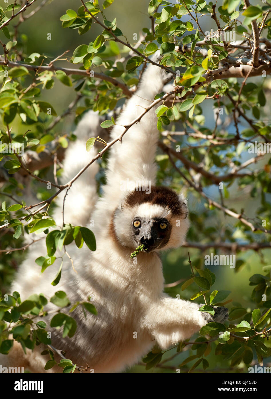 Le propithèque de verreaux Propithecus verreauxi Madagascar Banque D'Images