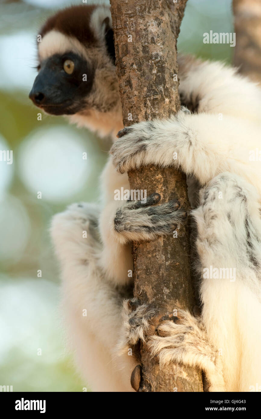 Le propithèque de verreaux Propithecus verreauxi Madagascar Banque D'Images