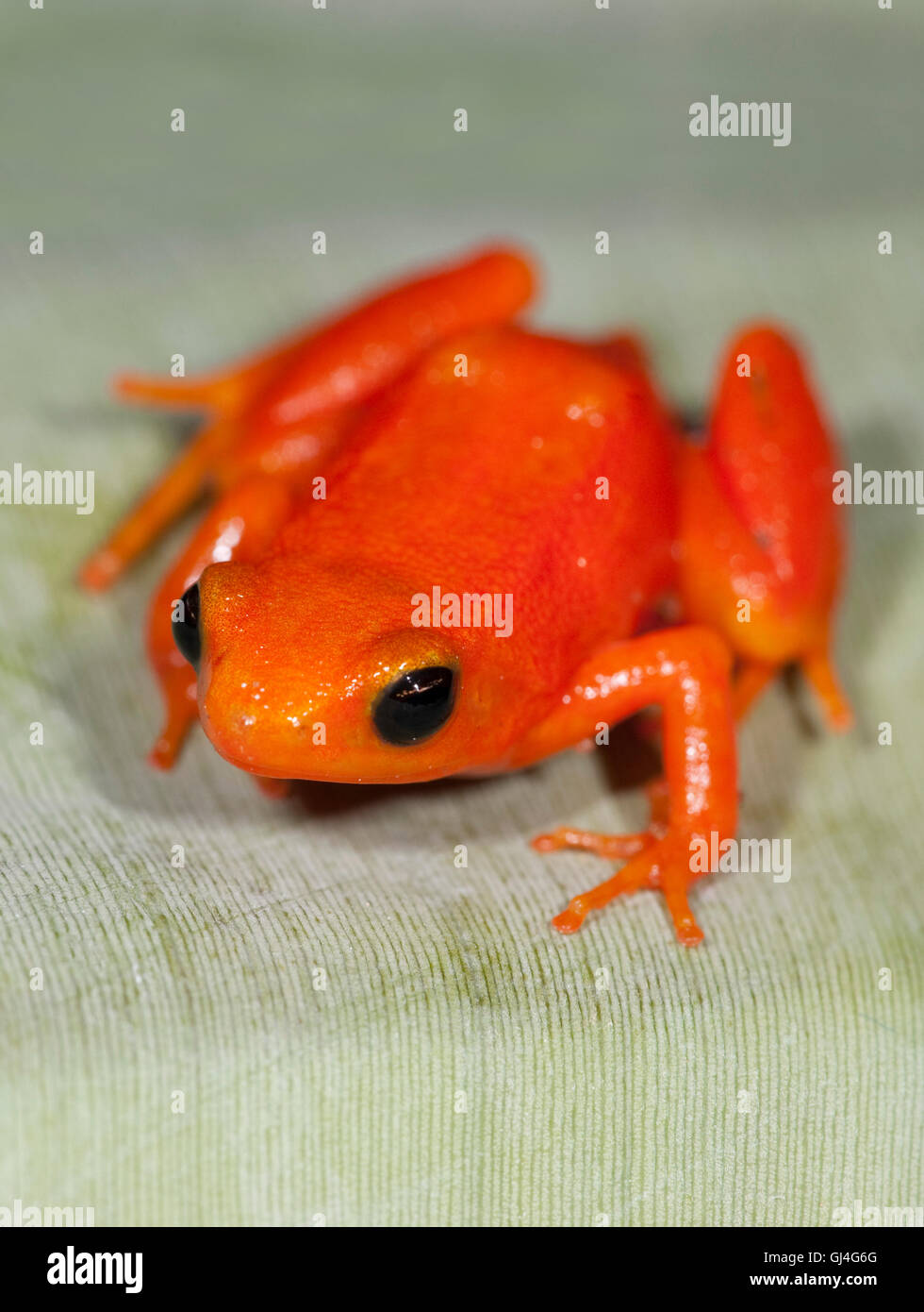 Golden Frog Mantella aurantiaca Madagascar Banque D'Images