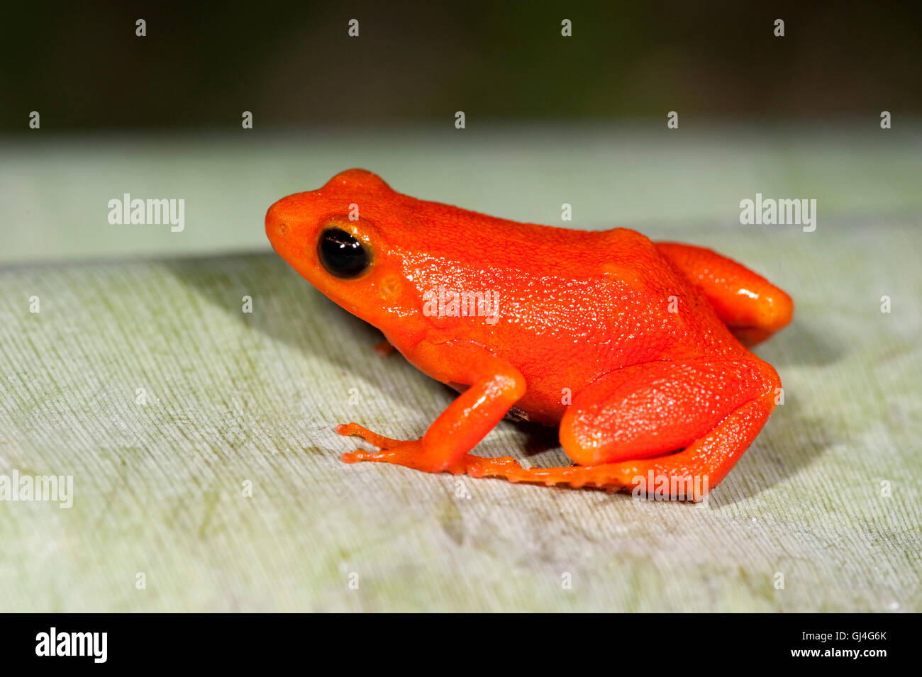 Golden Frog Mantella aurantiaca Madagascar Banque D'Images
