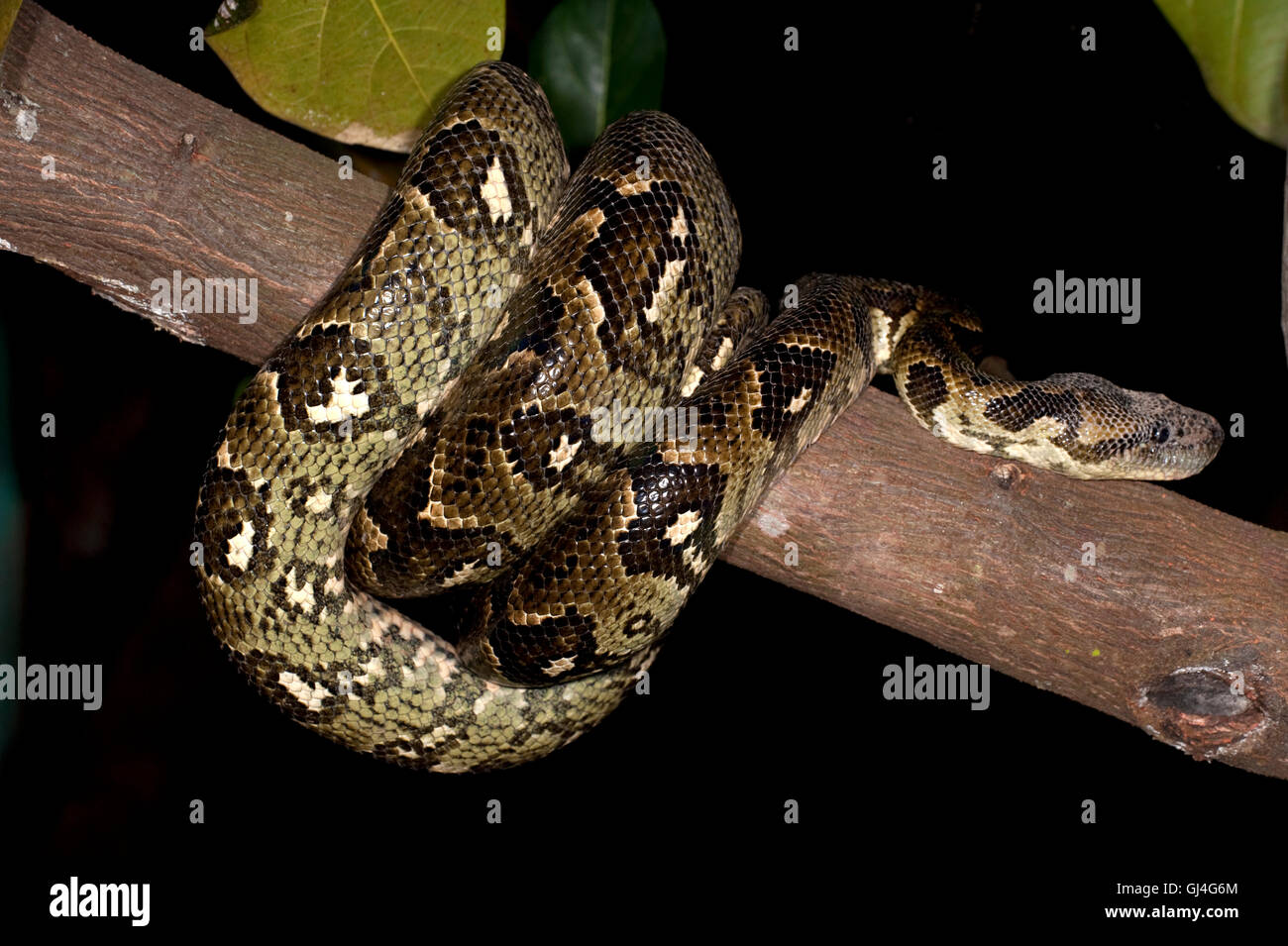 Arbre généalogique Madagascar Sanzinia madagascariensis Boa Banque D'Images