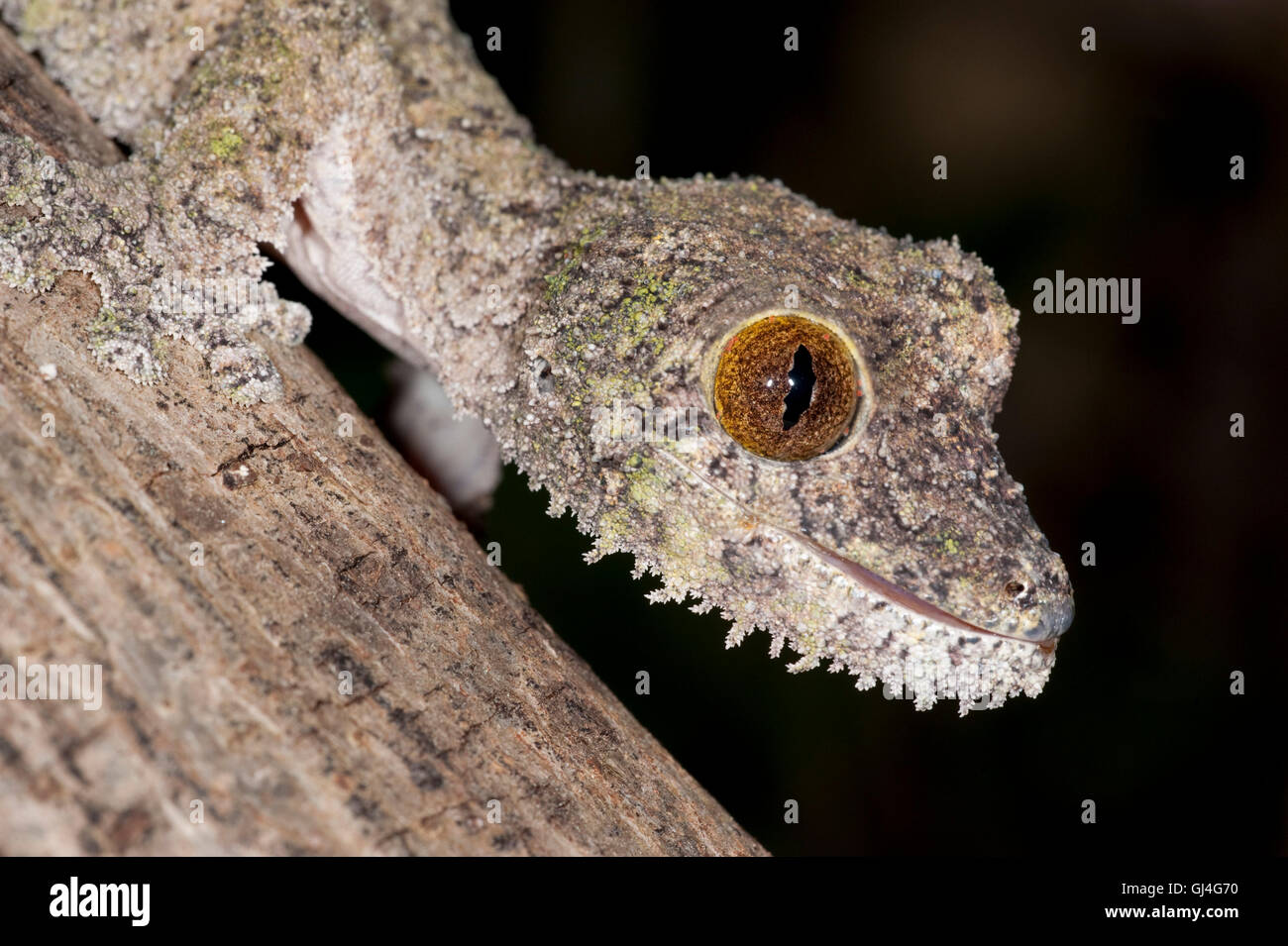 Feuilles moussus Uroplatus sikorae Madagascar gecko à queue Banque D'Images