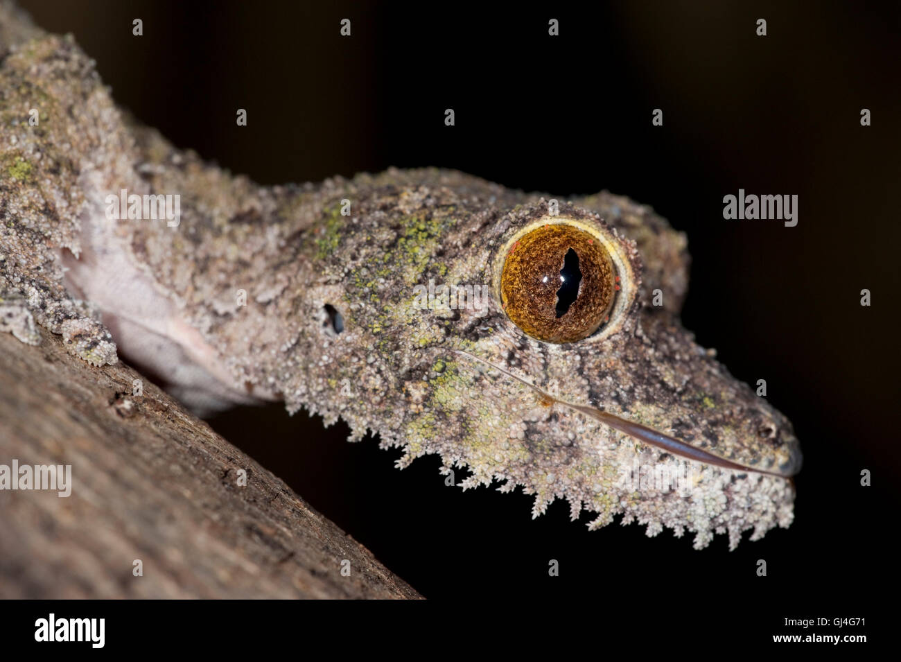 Feuilles moussus Uroplatus sikorae Madagascar gecko à queue Banque D'Images