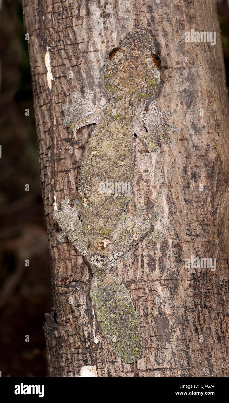 Feuilles moussus Uroplatus sikorae Madagascar gecko à queue Banque D'Images
