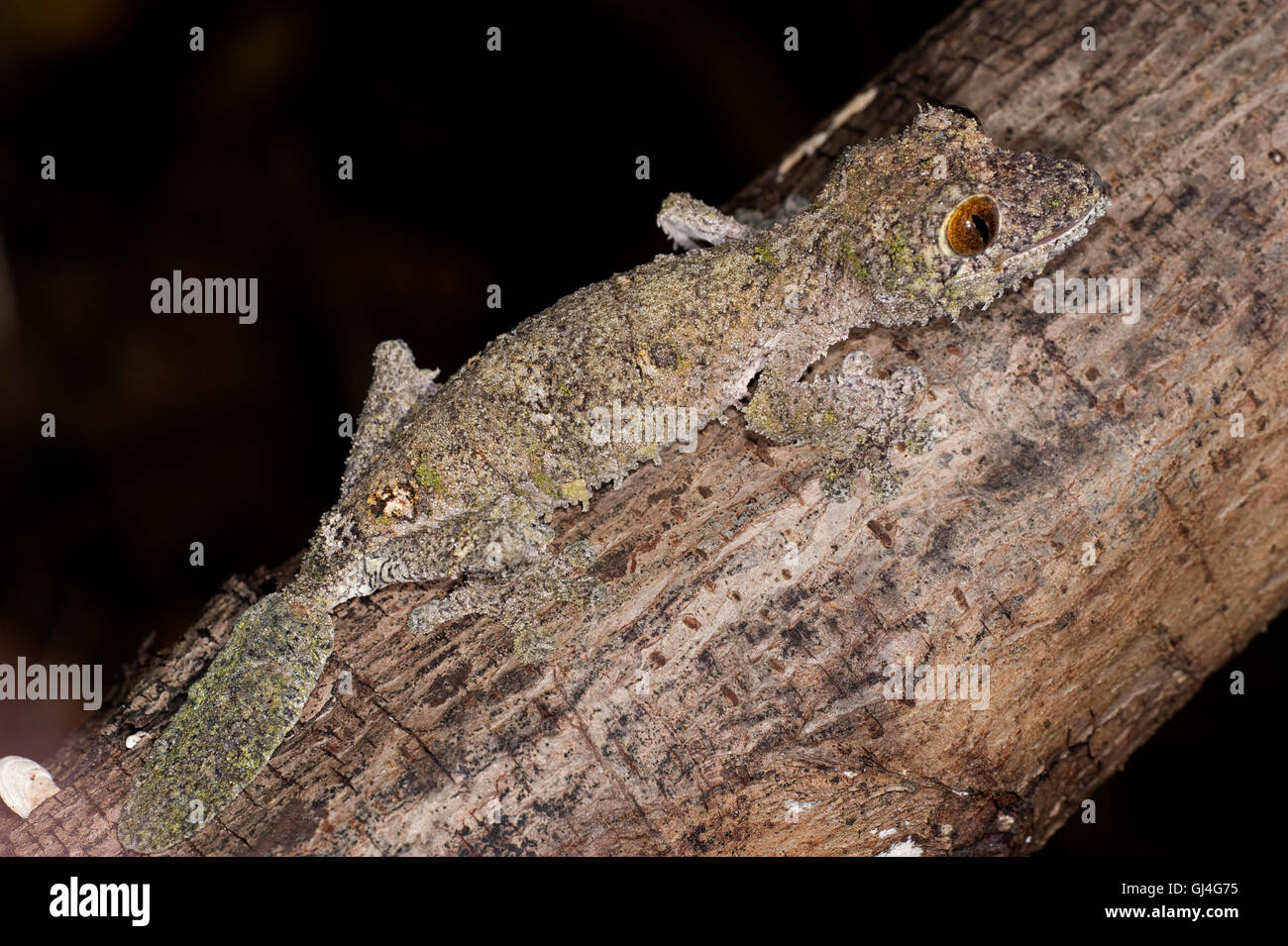 Feuilles moussus Uroplatus sikorae Madagascar gecko à queue Banque D'Images