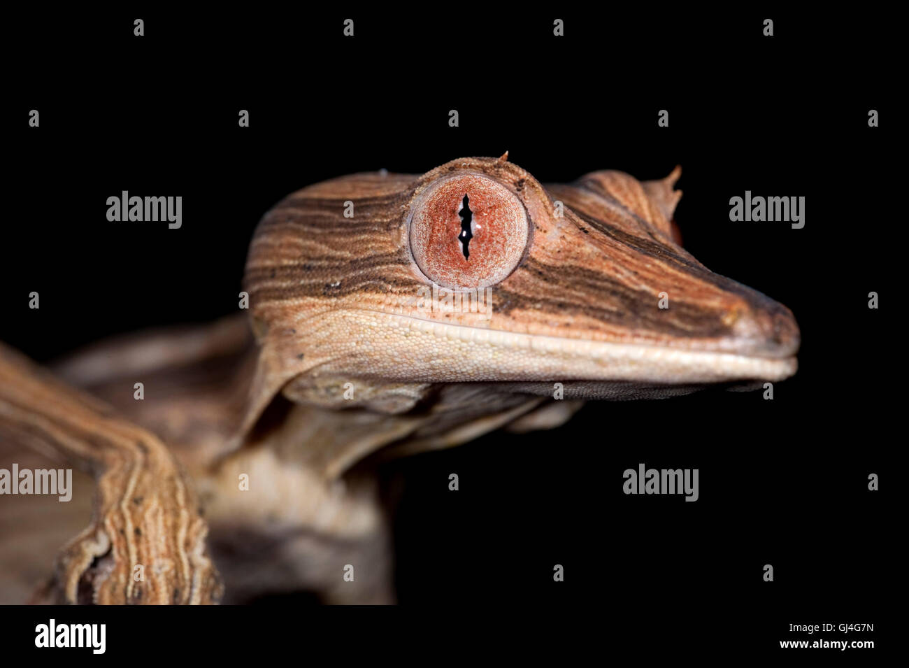 Feuilles bordées d'Uroplatus lineatus Madagascar gecko à queue Banque D'Images