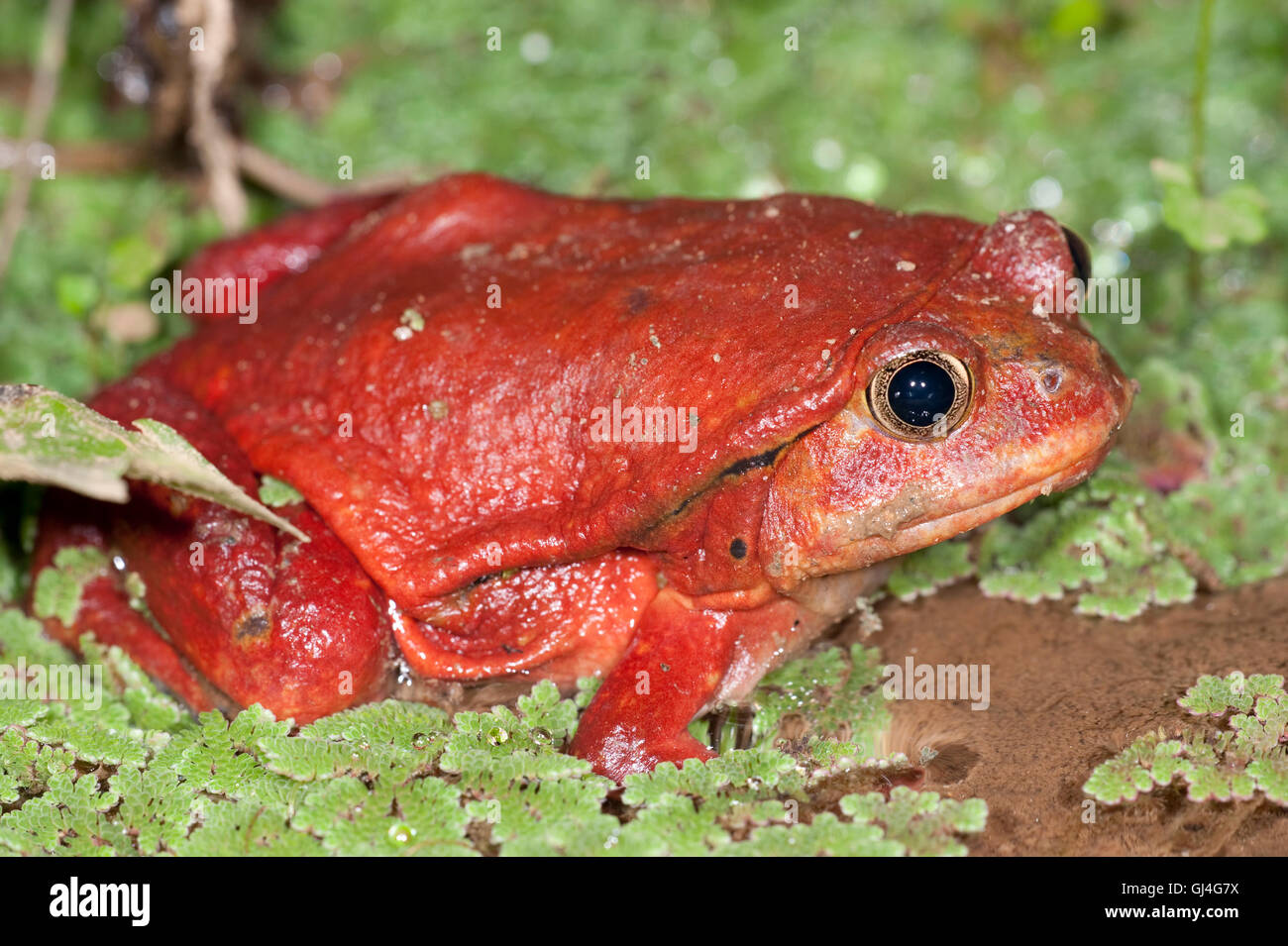 Dyscophus antongilii Grenouille tomate Madagascar Banque D'Images