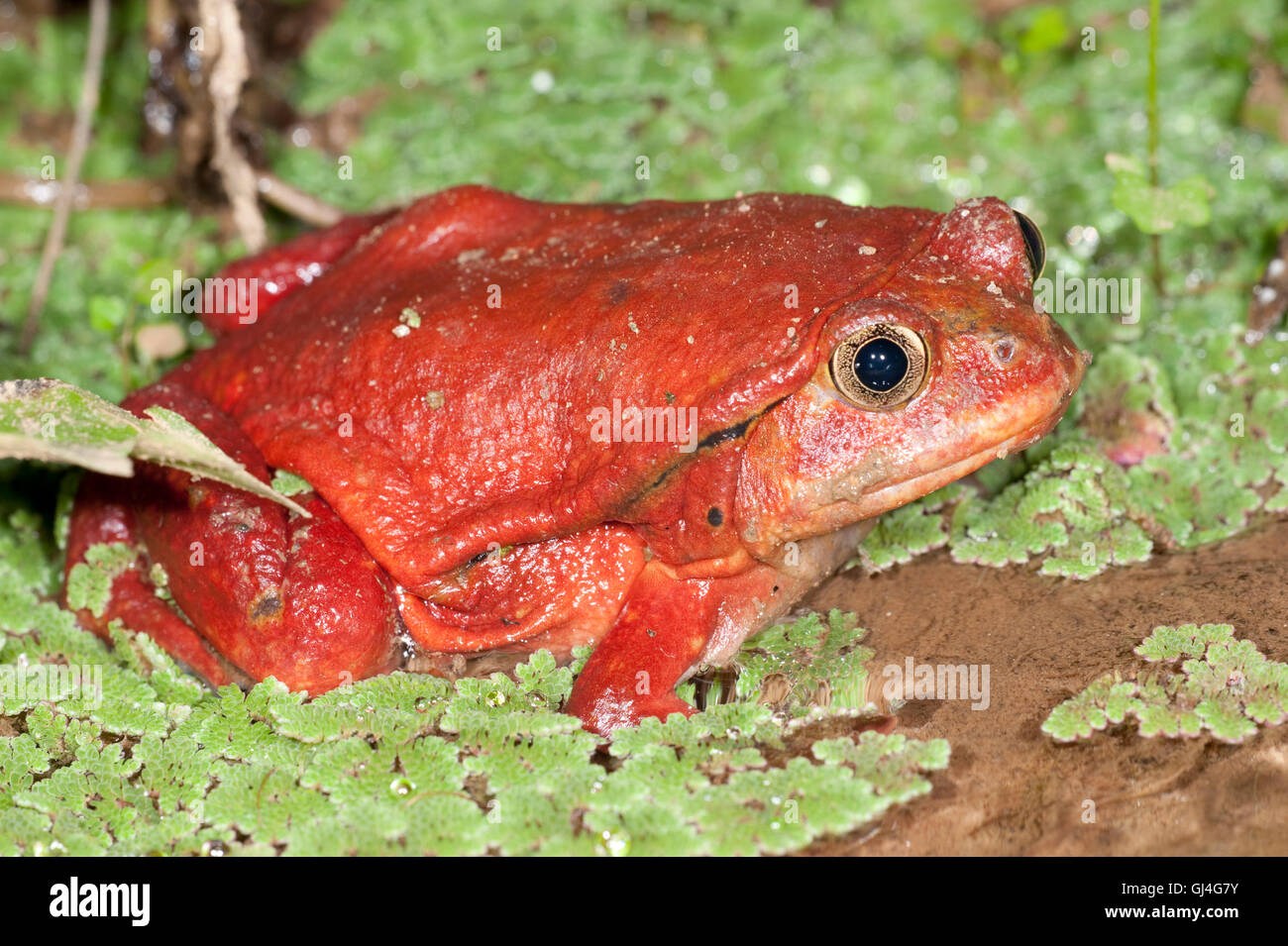 Dyscophus antongilii Grenouille tomate Madagascar Banque D'Images