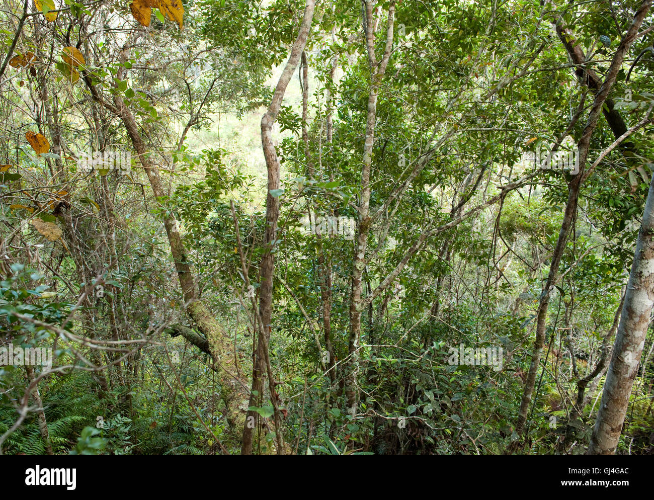 Forêt tropicale Analamazaotra Réserver Madagascar Banque D'Images