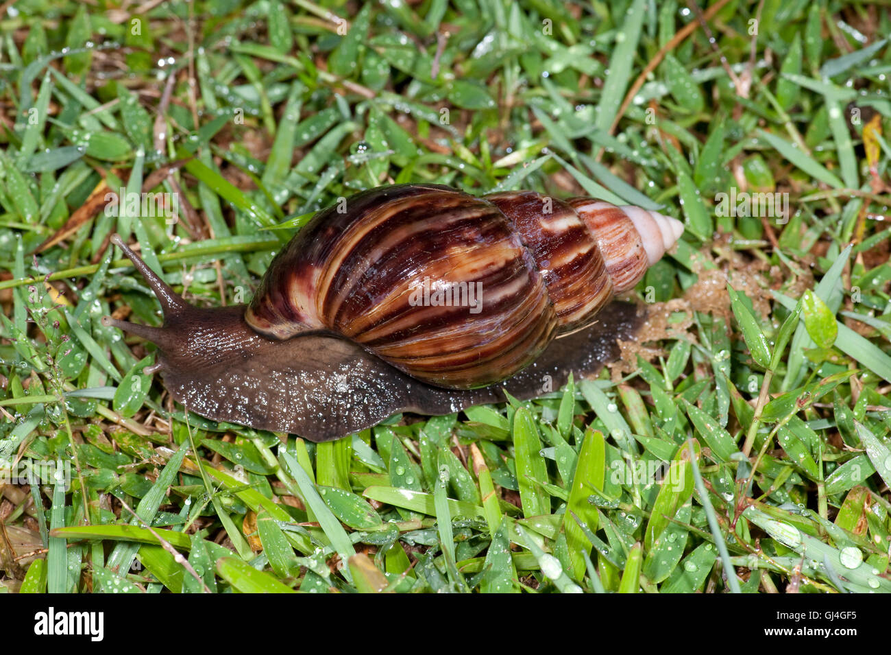 Escargot géant africain Banque de photographies et d’images à haute résolution Alamy