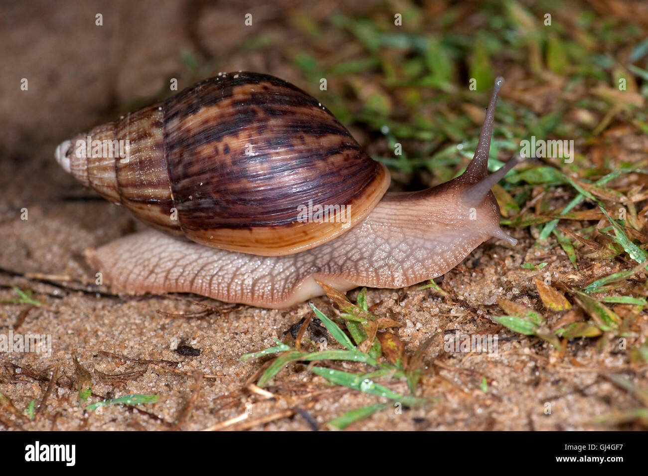 L'Escargot africain géant Lissachatina fulica Madagascar Banque D'Images