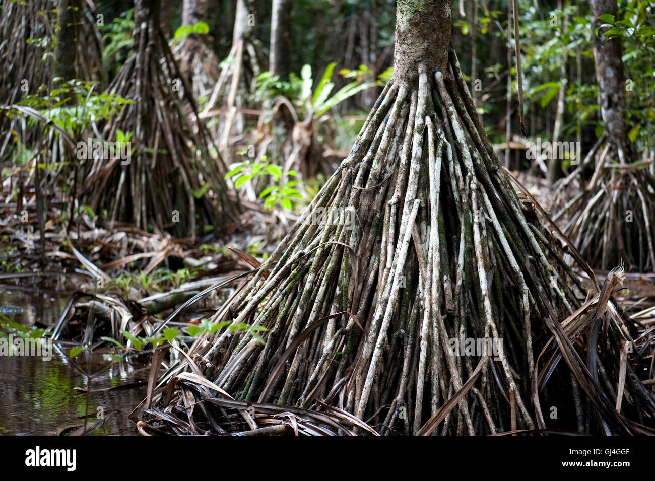 Les racines des arbres dans les forêts tropicales à Madagascar Banque D'Images