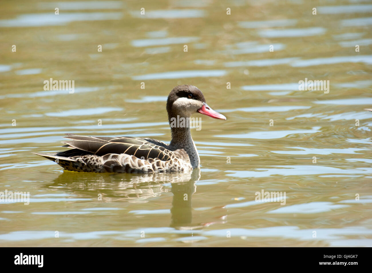 Red-billed Teal Anas erythrorhyncha Canard pilet / Madagascar Banque D'Images