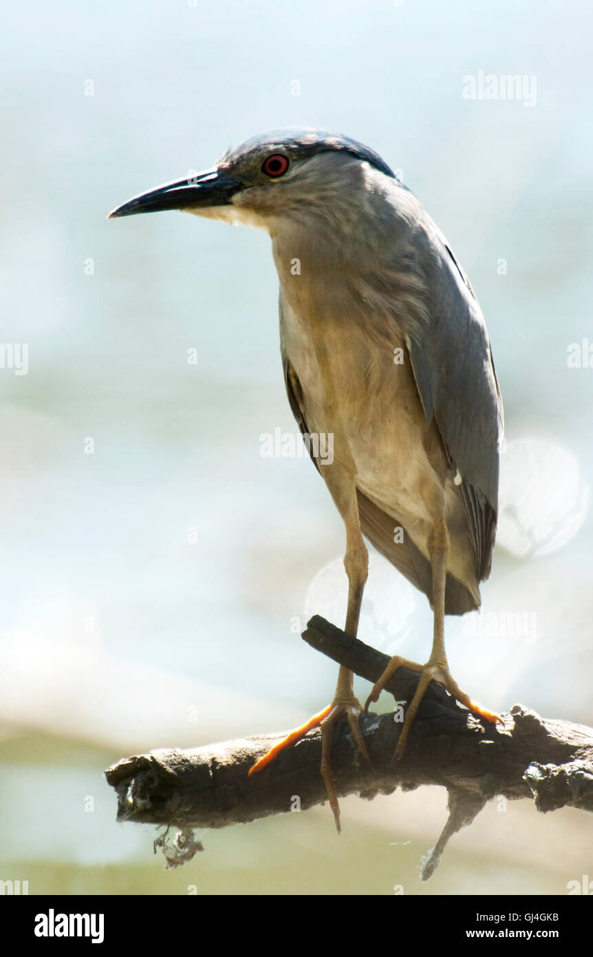 Black Bihoreau gris Nycticorax nycticorax Madagascar Banque D'Images