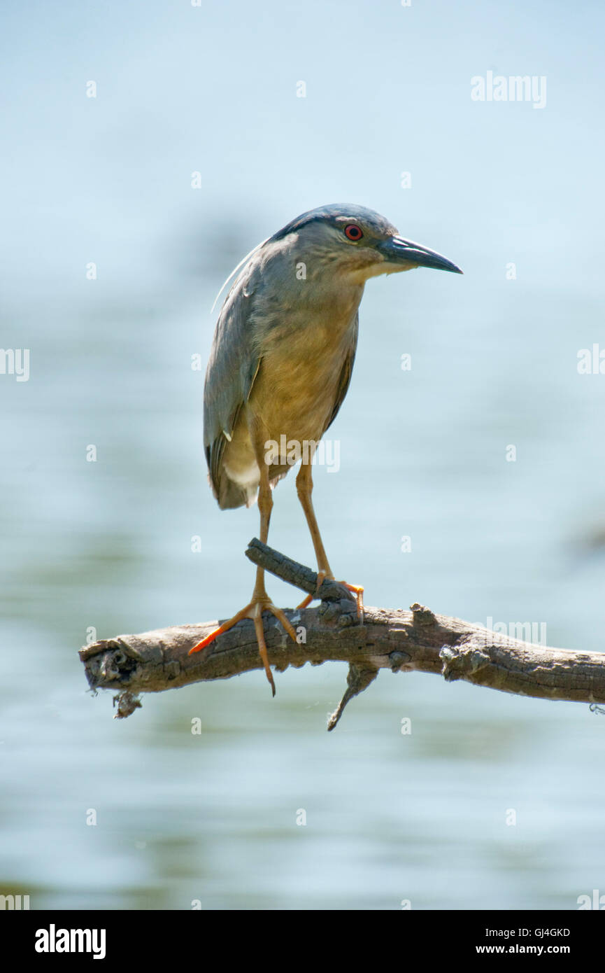 Black Bihoreau gris Nycticorax nycticorax Madagascar Banque D'Images