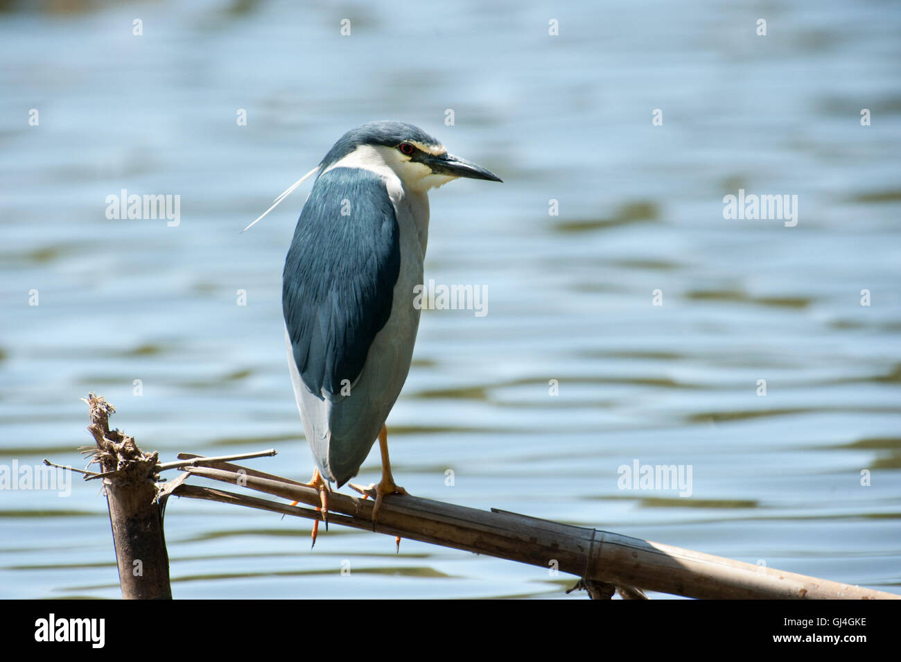 Black Bihoreau gris Nycticorax nycticorax Madagascar Banque D'Images