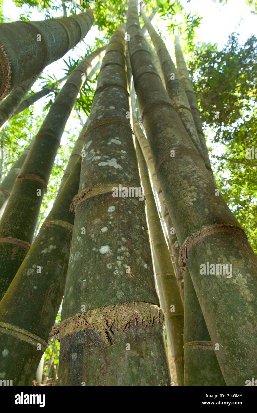 Bambou géant Cathariostachys madagascariensis Madagascar Banque D'Images