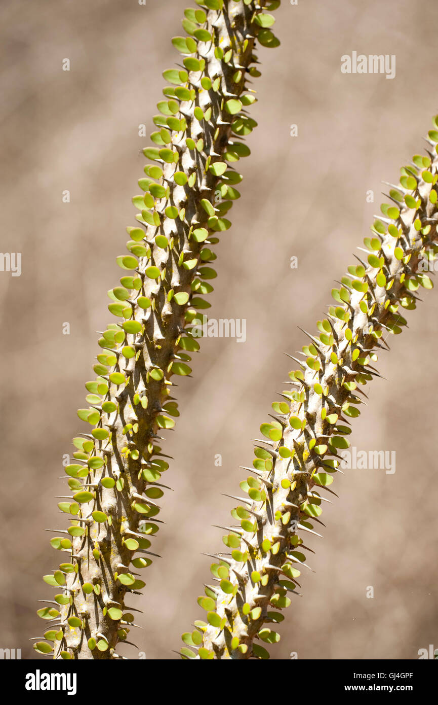 La société malgache cactus Alluaudia procera Banque D'Images