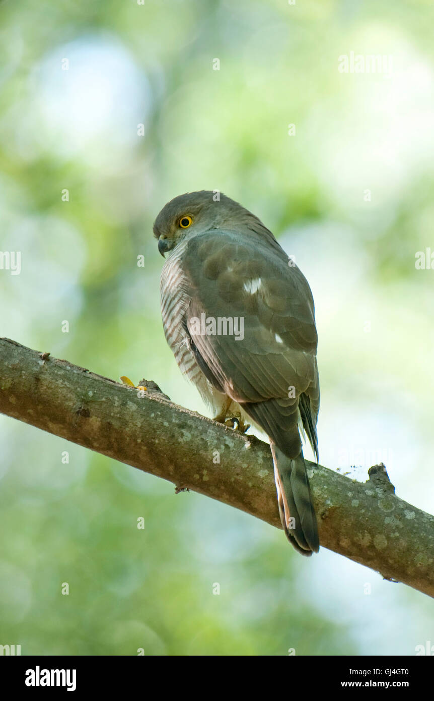 Madagascar Autour des palombes, Accipiter francesii francesii Banque D'Images