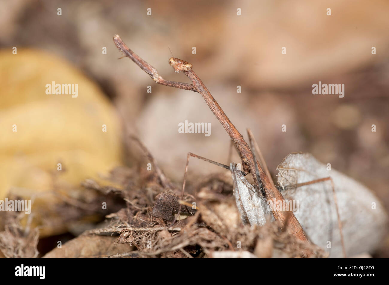 Priant mantids (Mantodea) Madagascar Banque D'Images