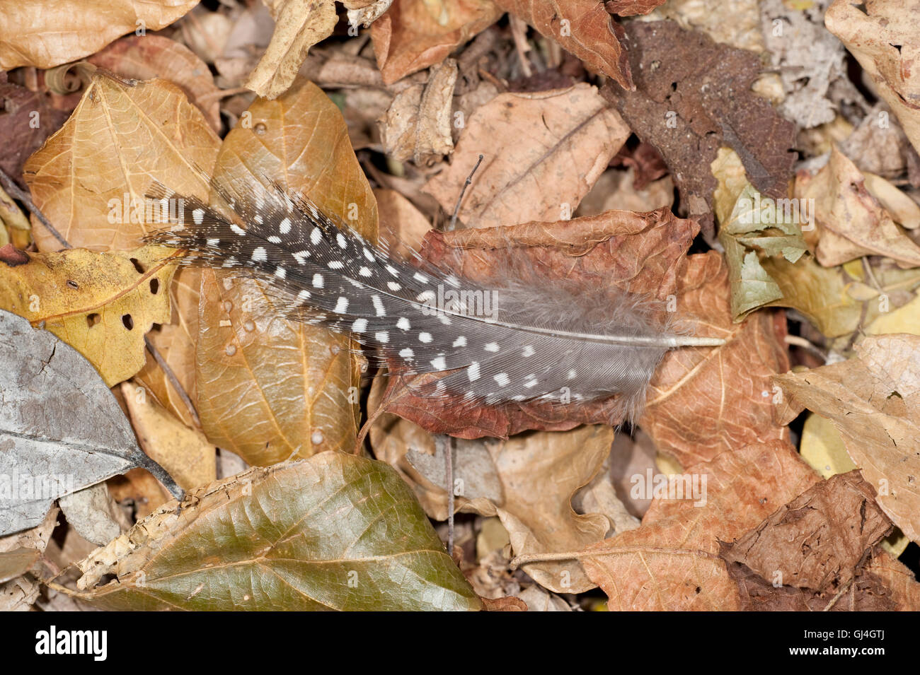 Plume de Madagascar Partridge Margaroperdix madagarensis Banque D'Images Plume de Madagascar Partridge Margaroperdix madagarensis Banque D'Images