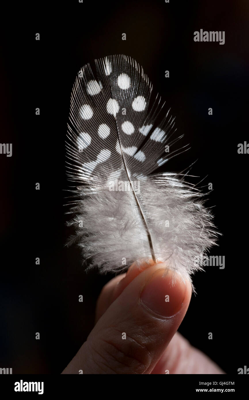 Plume de Madagascar Partridge Margaroperdix madagarensis Banque D'Images Plume de Madagascar Partridge Margaroperdix madagarensis Banque D'Images