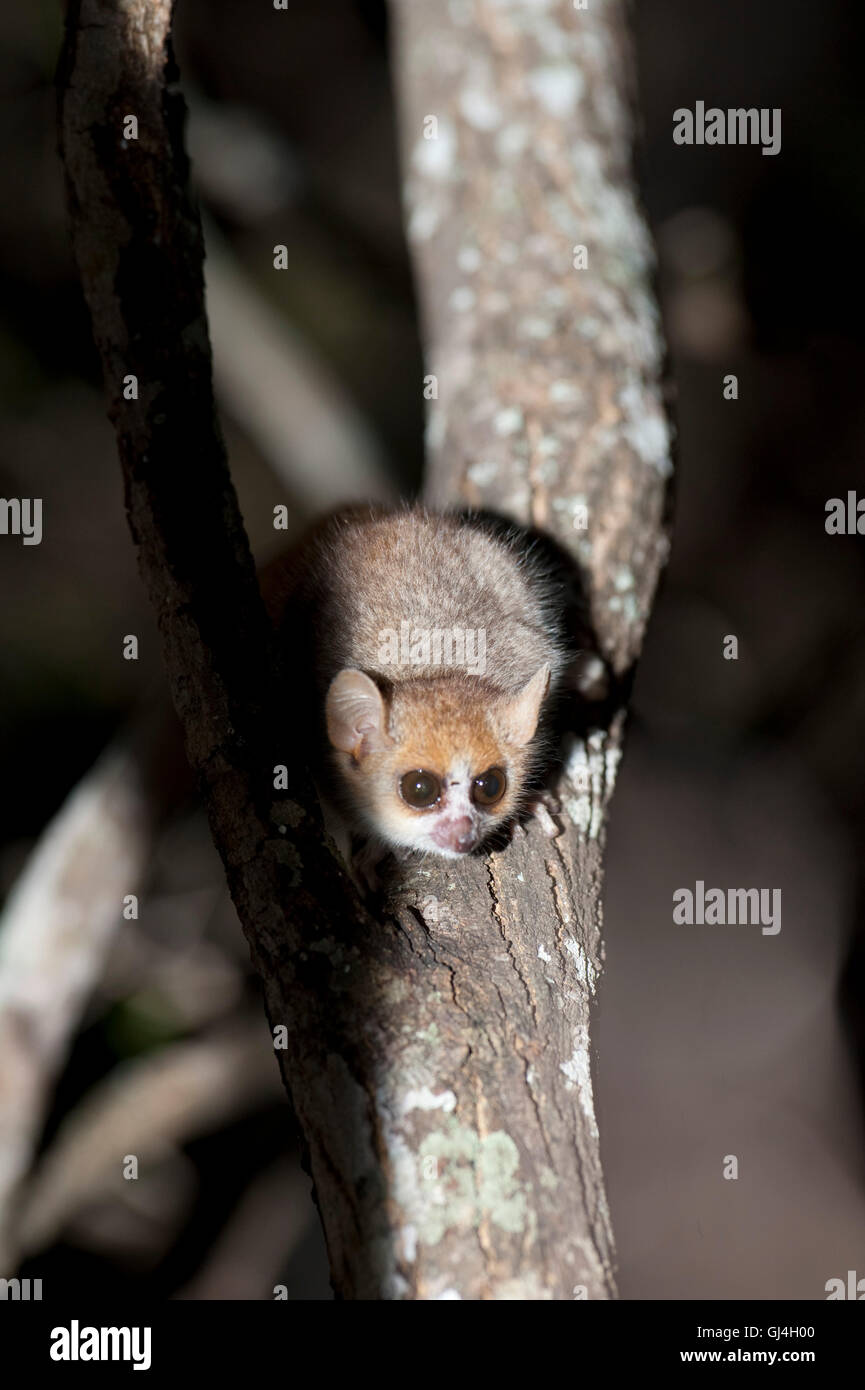 Brun-gris, le Microcebus griseorufus Madagascar lémurien souris Banque D'Images
