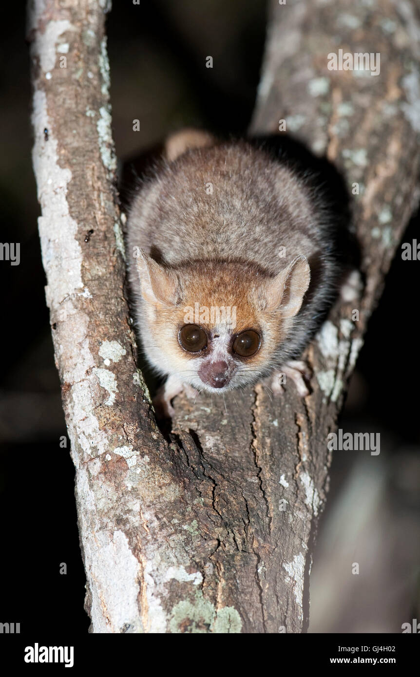 Brun-gris, le Microcebus griseorufus Madagascar lémurien souris Banque D'Images