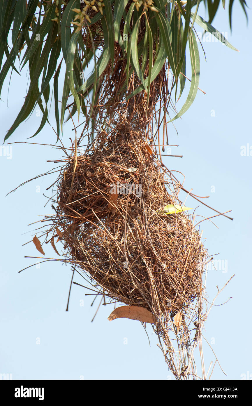Nid Weaver Ploceus Sakalava Madagascar sakalava Banque D'Images