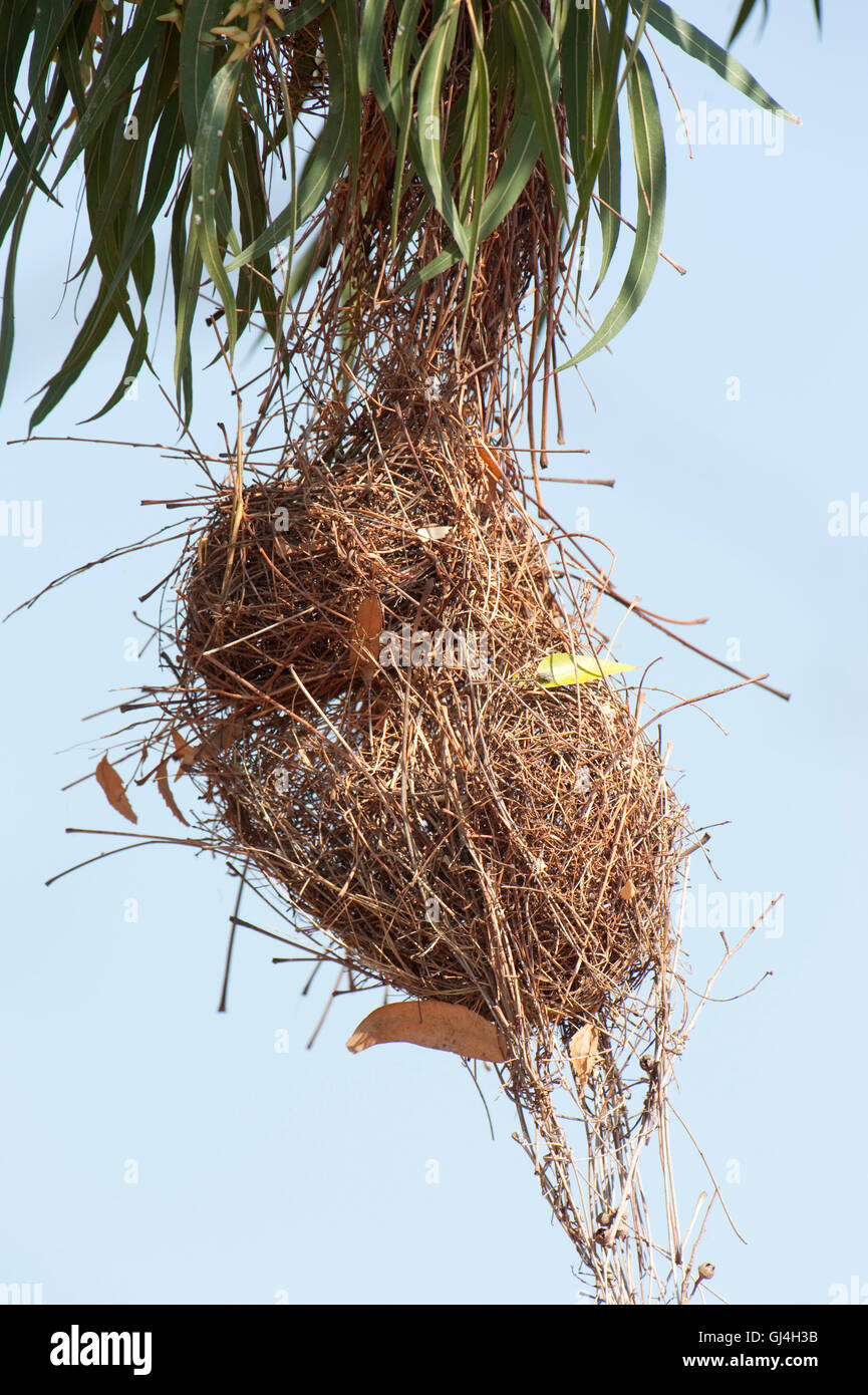Nid Weaver Ploceus Sakalava Madagascar sakalava Banque D'Images