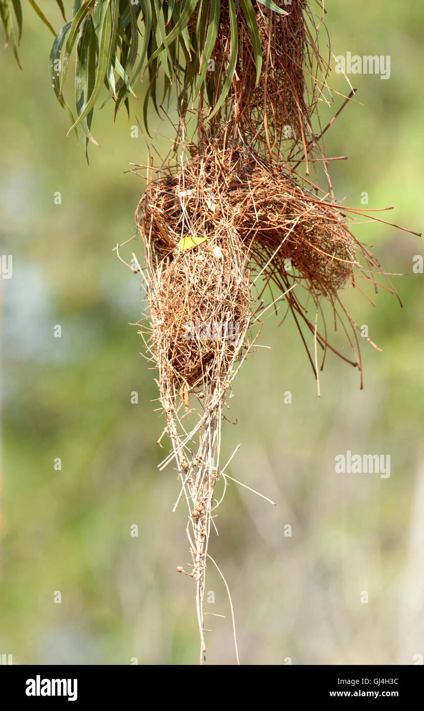 Nid Weaver Ploceus Sakalava Madagascar sakalava Banque D'Images