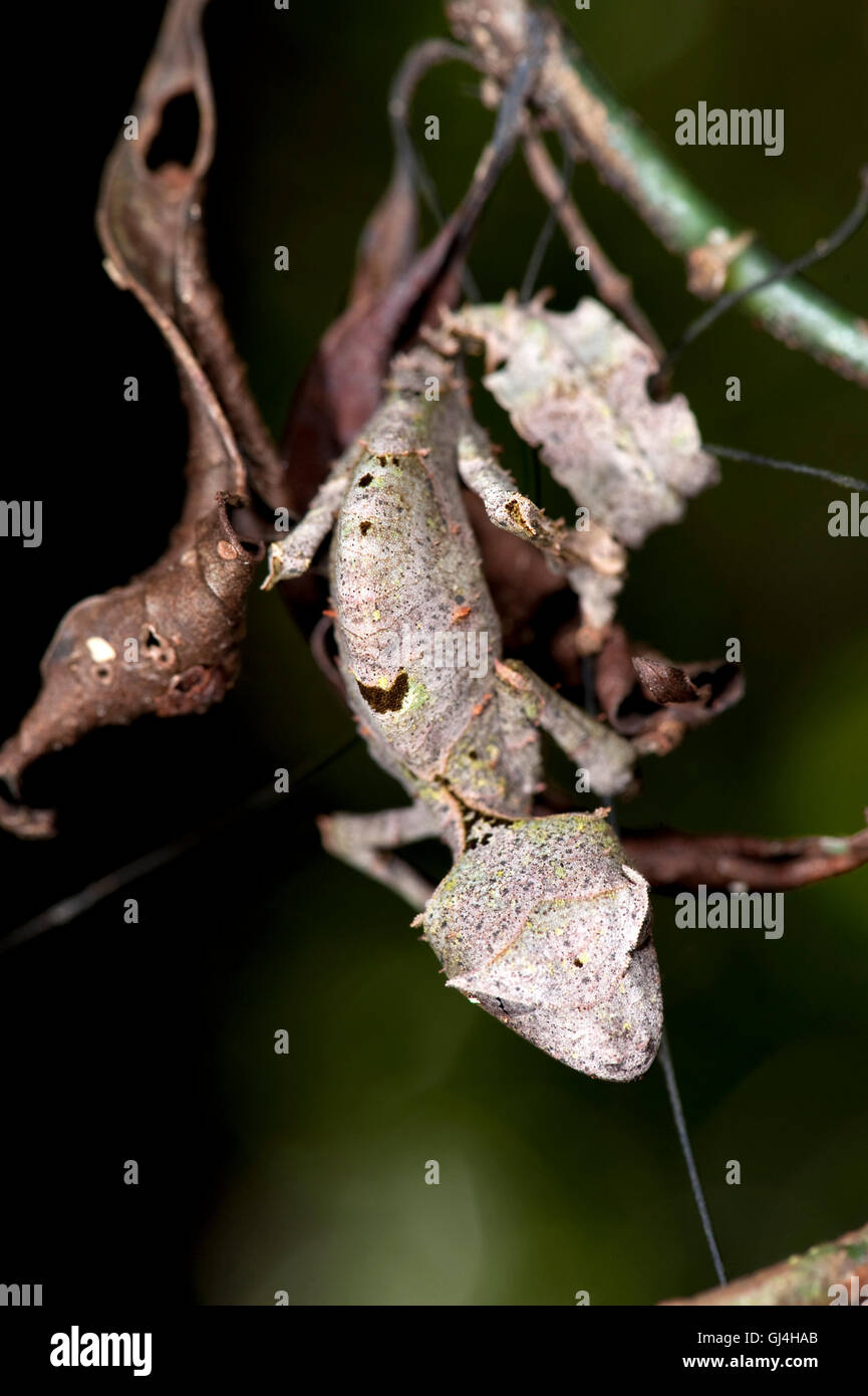 Feuille sataniques gecko à queue l'Uroplatus phantasticus Banque D'Images