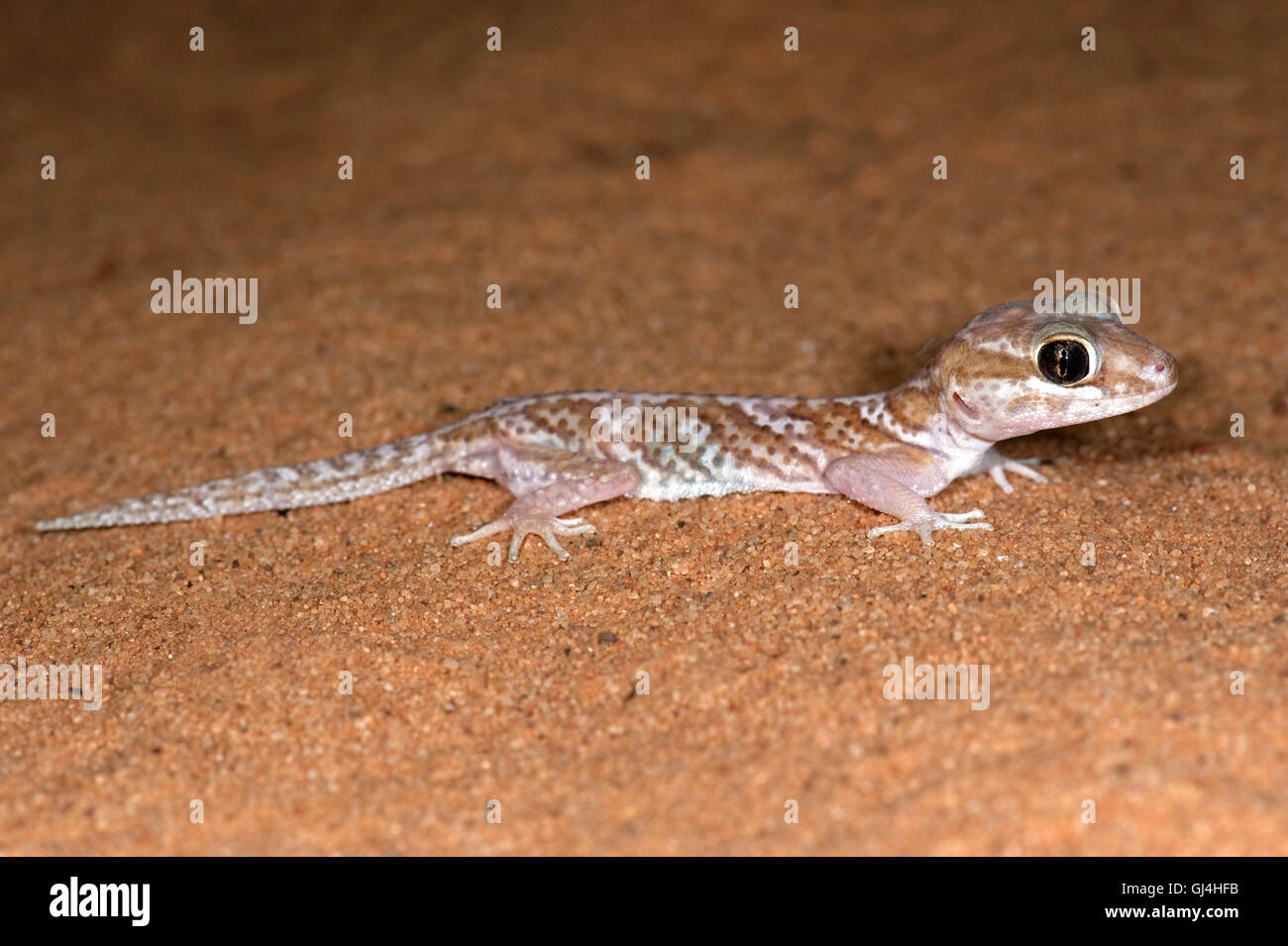 L'ocelot Paroedura pictus Madagascar Gecko Banque D'Images