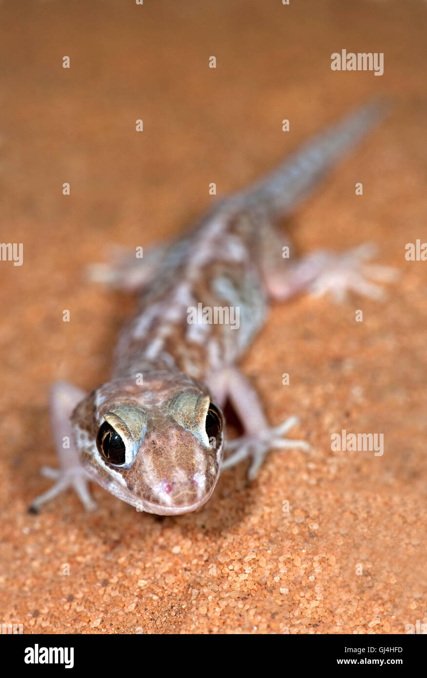 L'ocelot Paroedura pictus Madagascar Gecko Banque D'Images