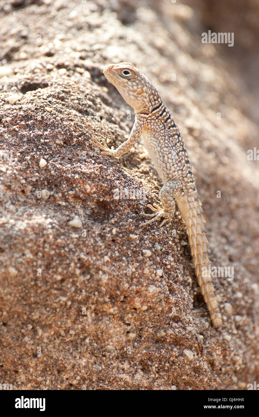 Madagascar l'Iguane Oplurus cuvieri, Banque D'Images