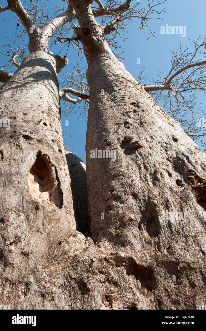 Baobab Madagascar Banque D'Images
