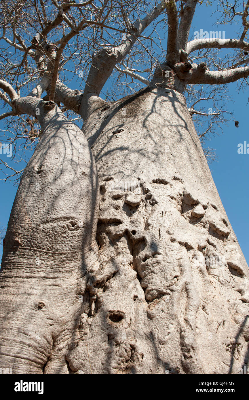 Baobab Madagascar Banque D'Images
