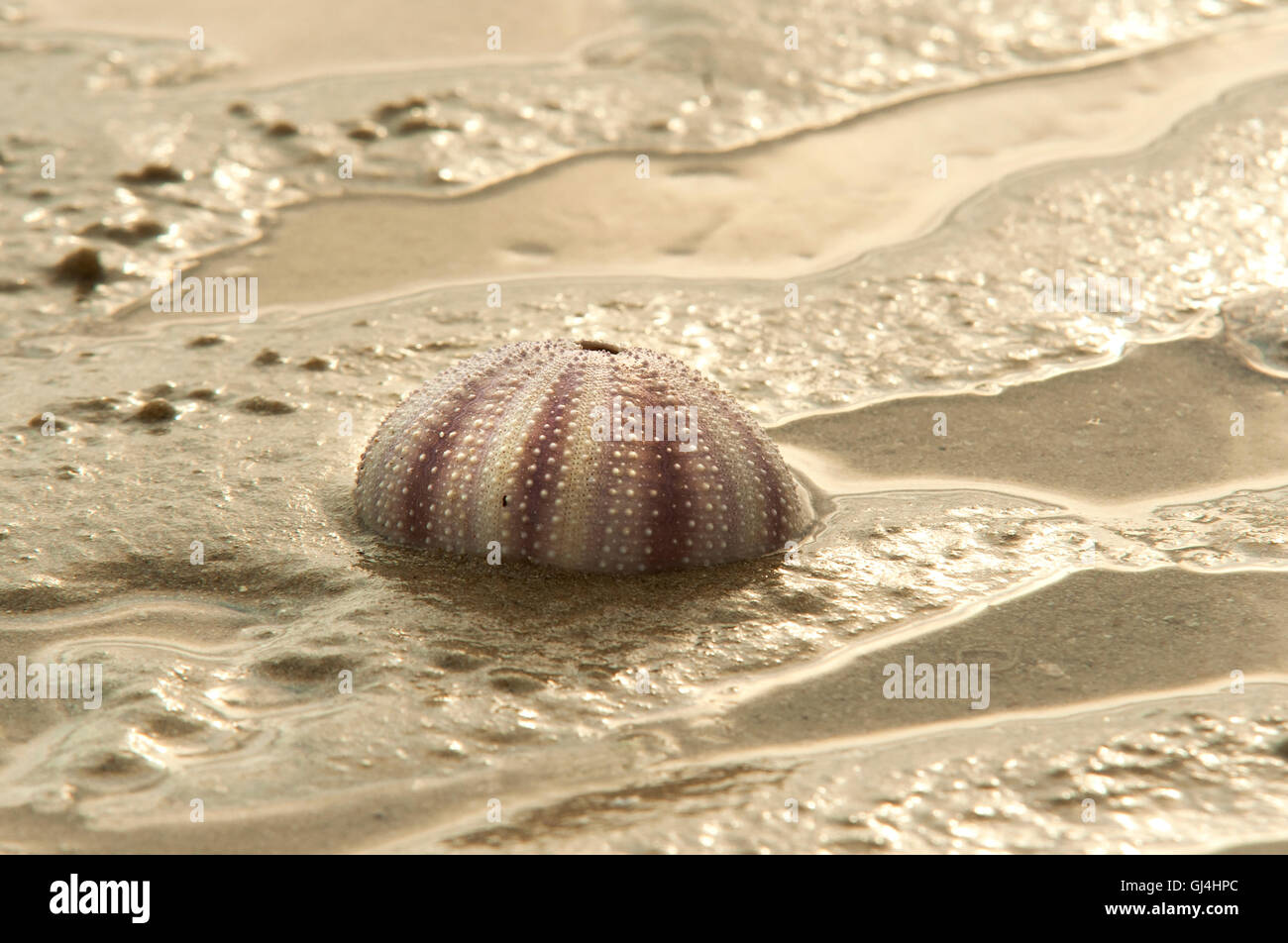 Coquille D'oursin Véritable Du Japon - Décor Marin Naturel - Objet De Collection