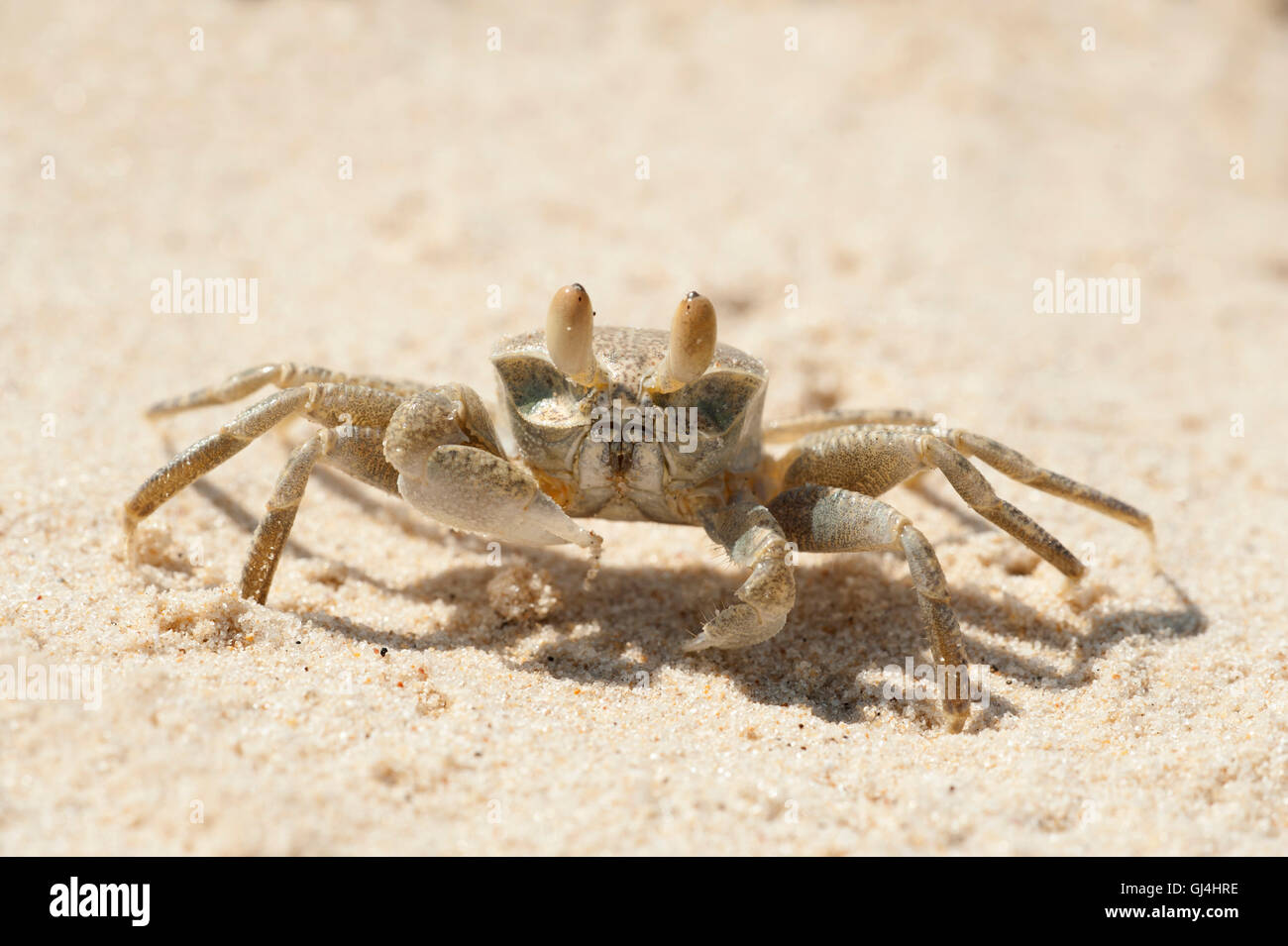 Le crabe fantôme Ocypodinae sp Madagascar Banque D'Images