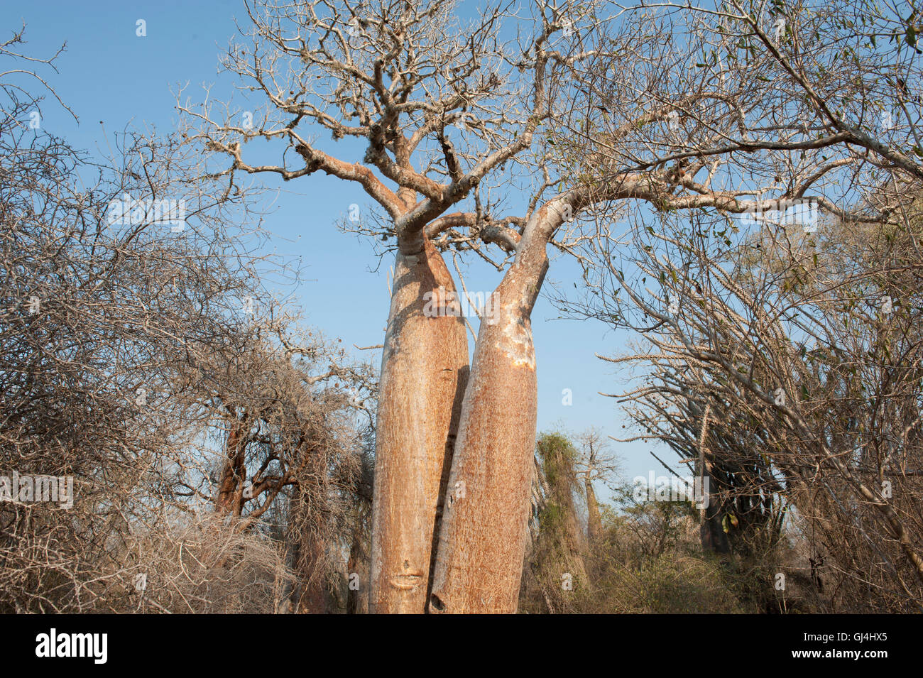 L'Adansonia rubrostipa Boabab Tree Banque D'Images