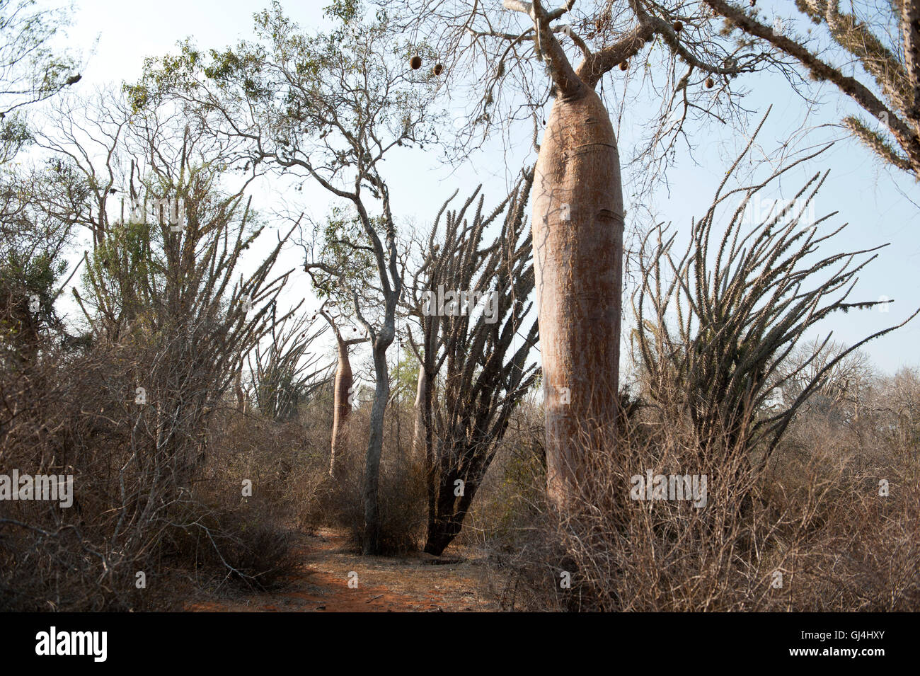 Baobab & Forêt épineuse Madagascar Banque D'Images