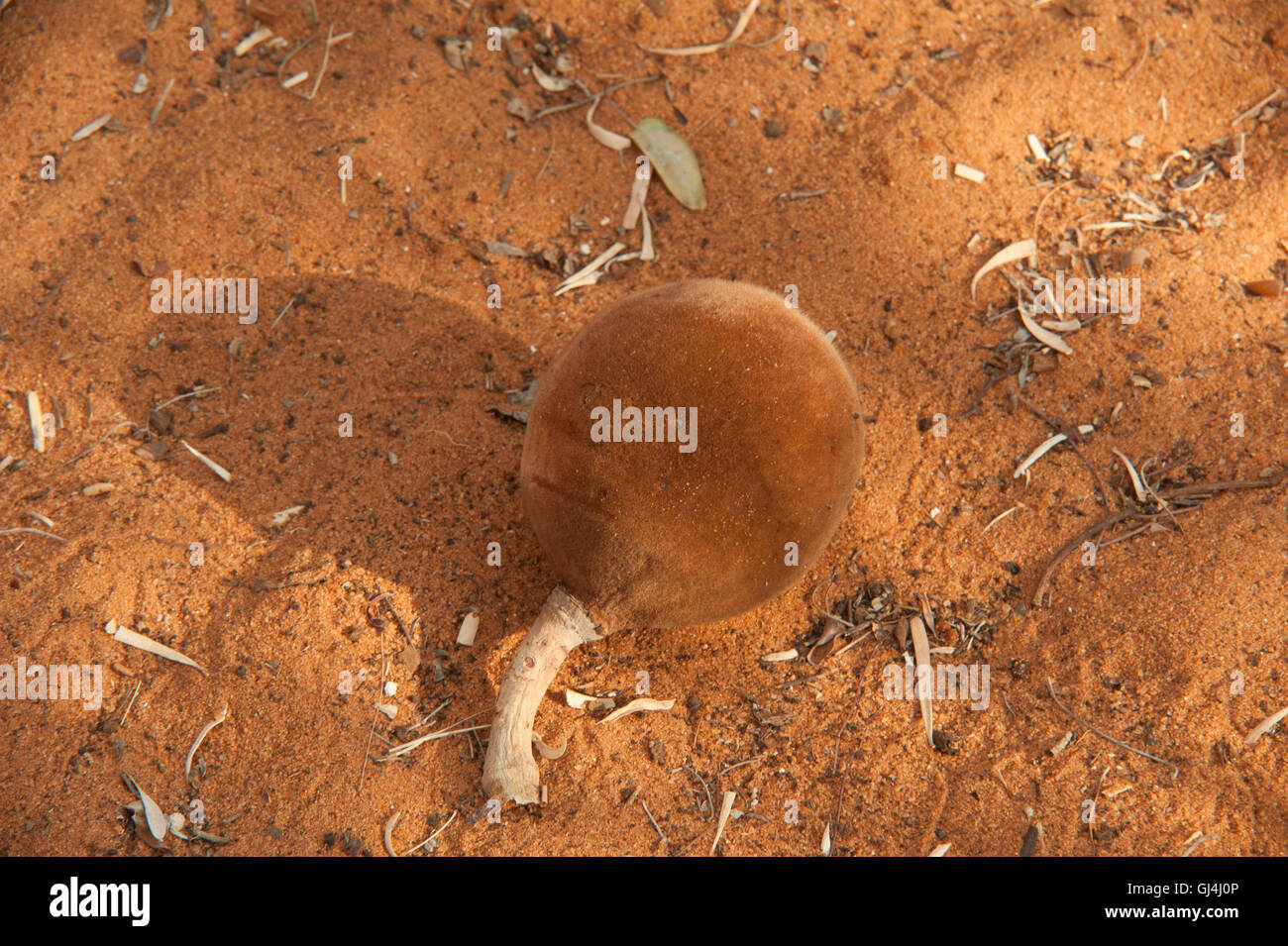 L'Adansonia rubrostipa Baobab Fony semences Madagascar Banque D'Images